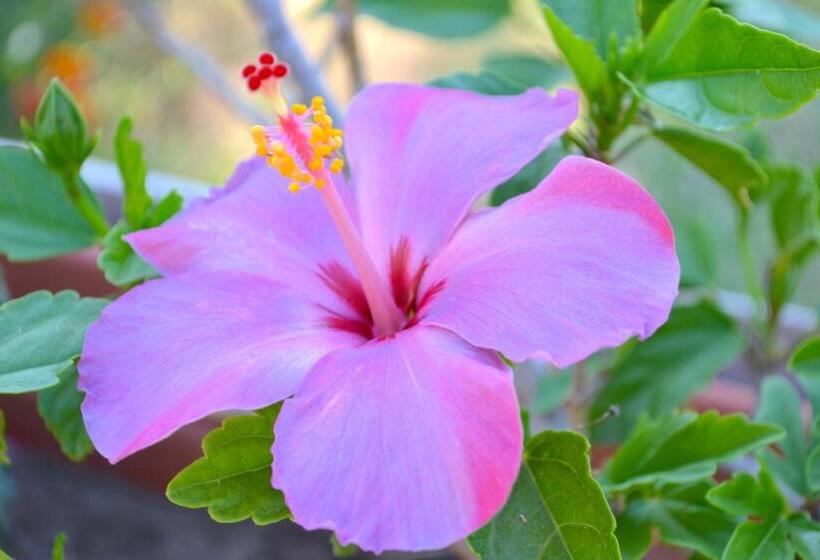 هتل Agriturismo Antichi Ulivi