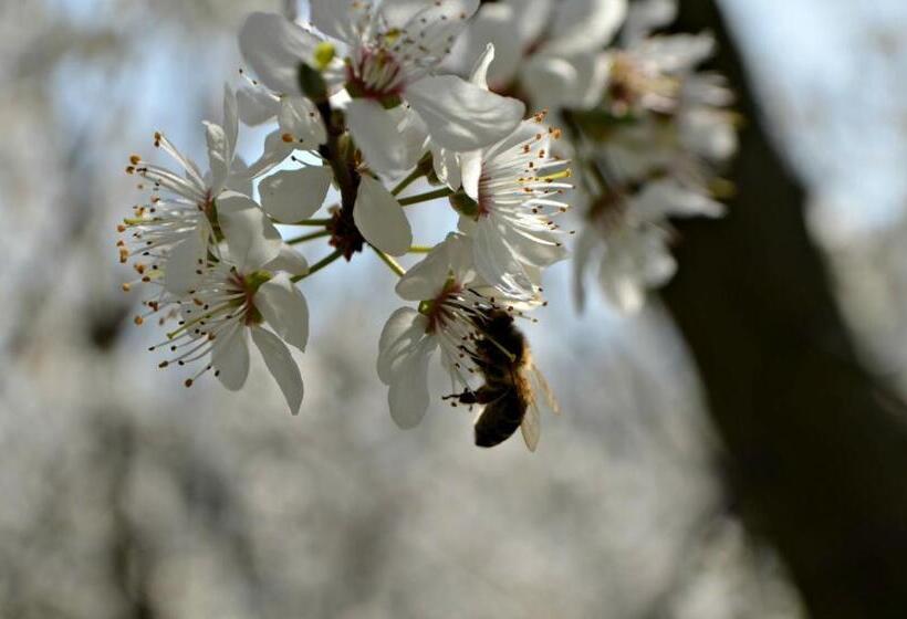 Отель Cascina Il Convivio