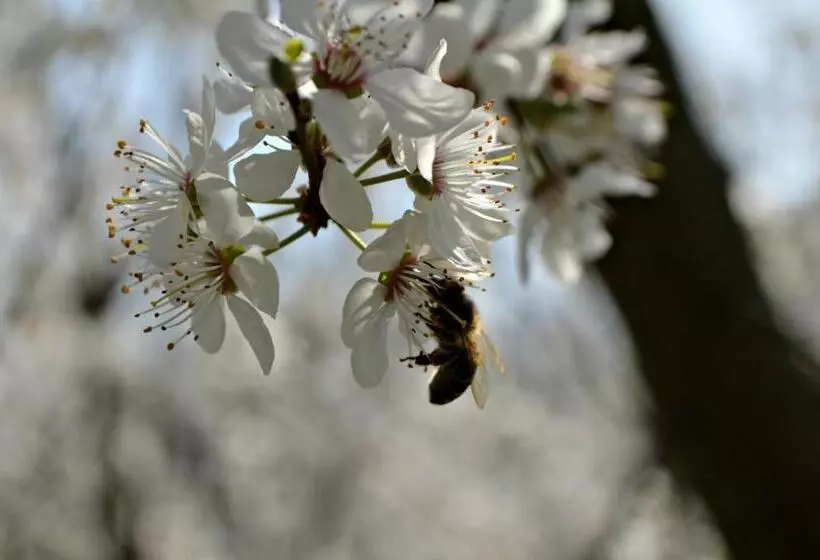 ホテル Cascina Il Convivio