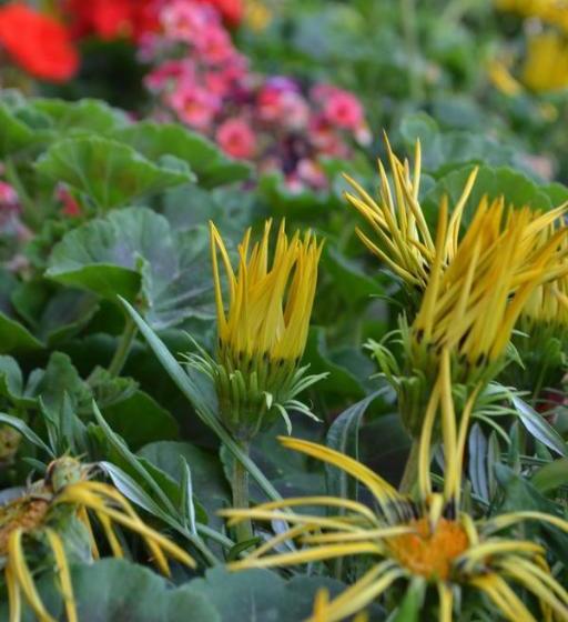 펜션 La Maga Del Lago