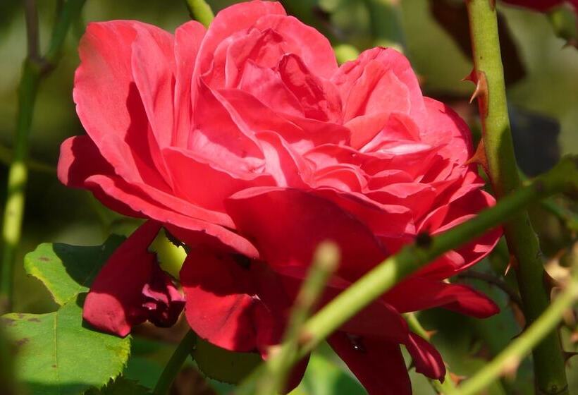 فندق Tenuta Tenaglia