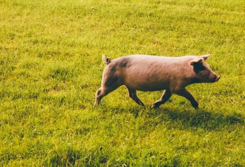 ホテル Wiesenhof