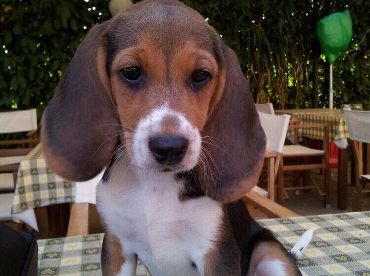 호텔 Agriturismo Le Clementine