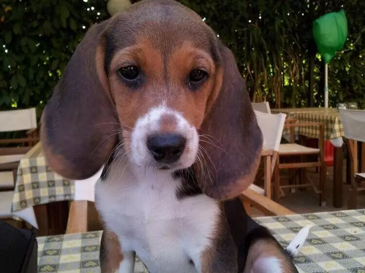 ホテル Agriturismo Le Clementine