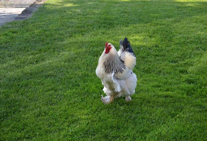 פנסיון Relais Borgo Del Gallo