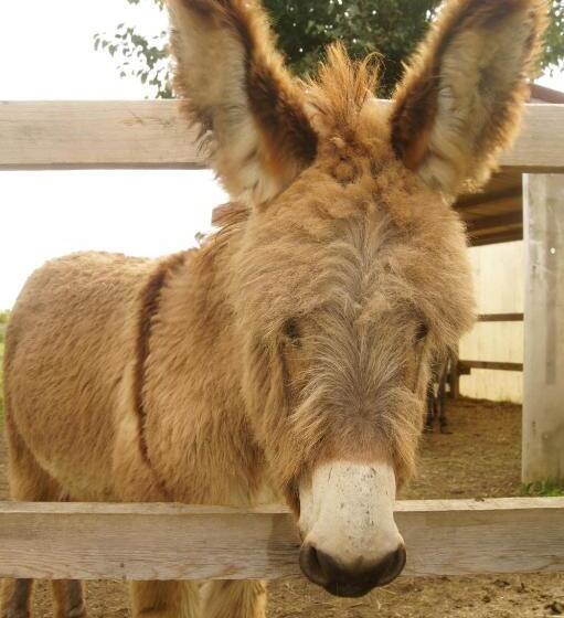 فندق Agriturismo Richeton