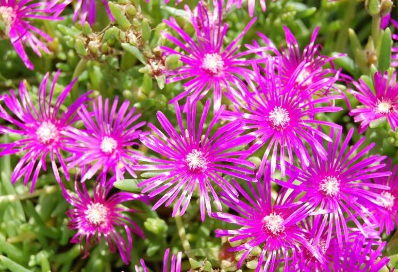 酒店 Agriturismo Spa Serpanera