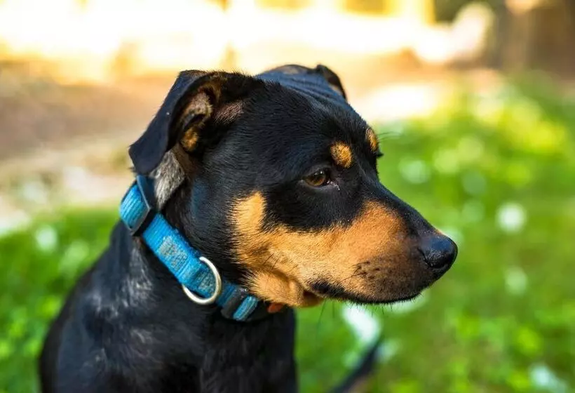 Hotelli Agriturismo Tre Rondini