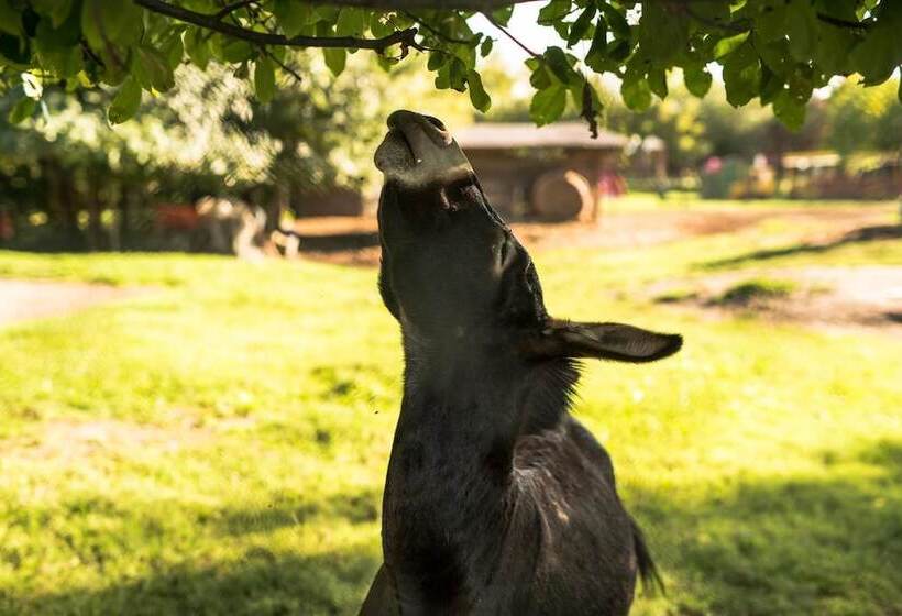 בית מלון כפרי Agriturismo Tre Rondini