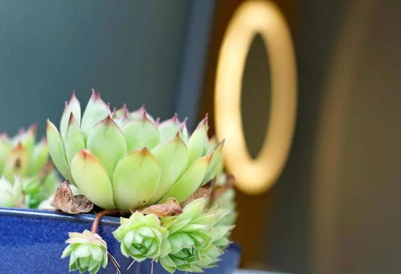 ペンション Le Florida Auberge Contemporaine