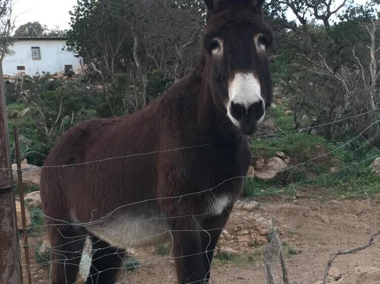 تختخواب و صبحانه Restaurant Chambres D Hôtes Terra Bella Lecci