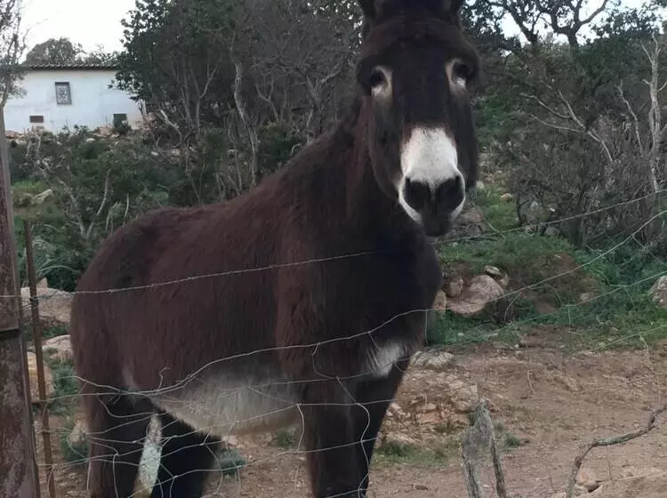 Aamiaismajoitus (B&B) Restaurant   Chambres D Hôtes Terra Bella Lecci