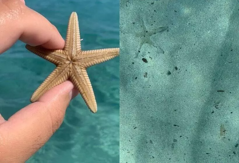 Aamiaismajoitus (B&B) Restaurant   Chambres D Hôtes Terra Bella Lecci