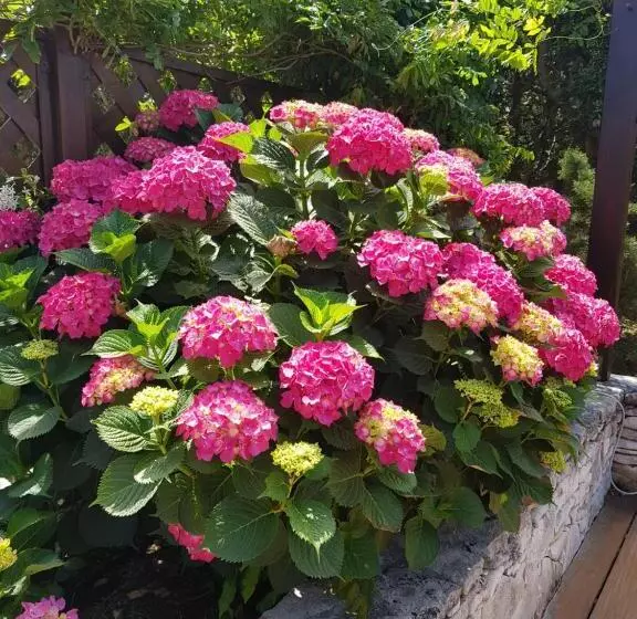 هتل Poisson Rouge