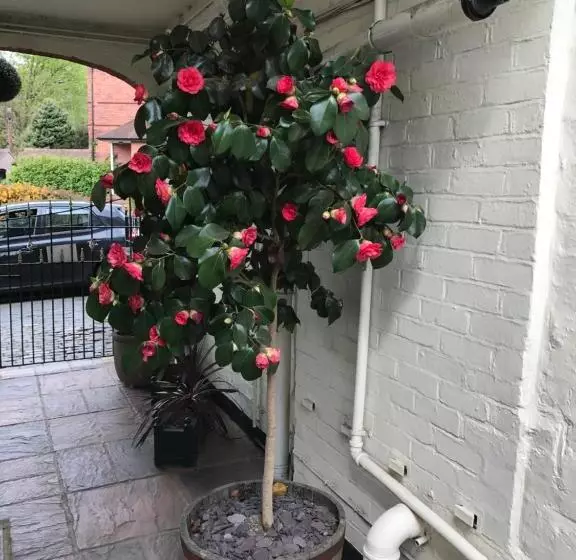 Majatalo Clayhanger Guest House