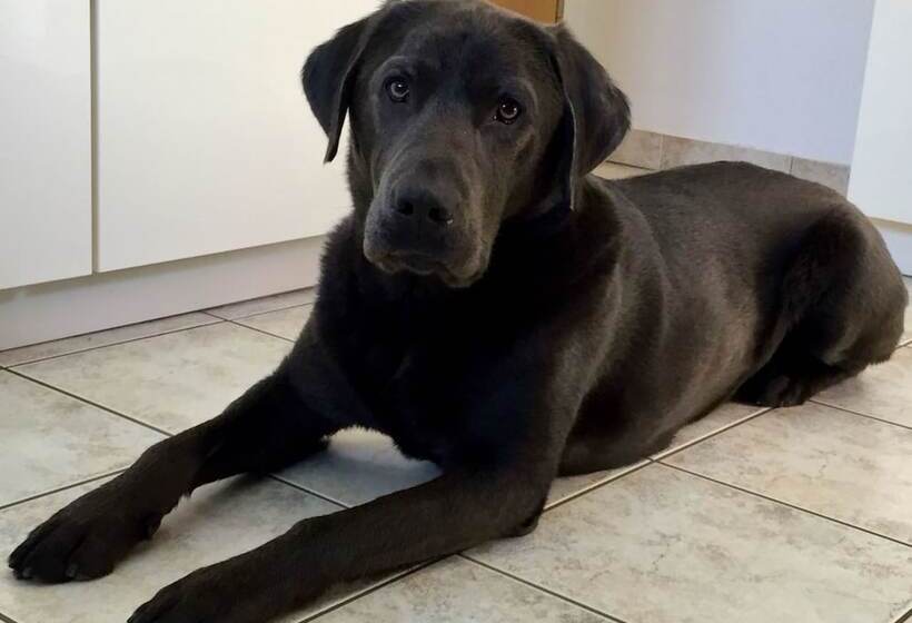 Gasthaus & Pension  Zur Schaabe