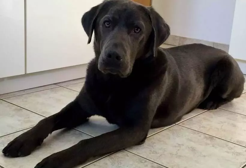 Gasthaus & Pension  Zur Schaabe