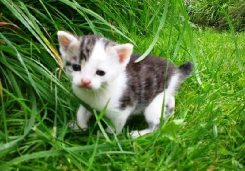 בית מלון כפרי Ferienhof Kredel