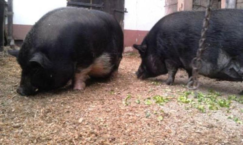 בית מלון כפרי Ferienhof Kredel