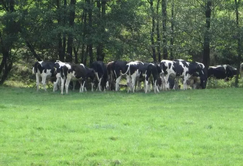 Pension Gästehaus Waldhof