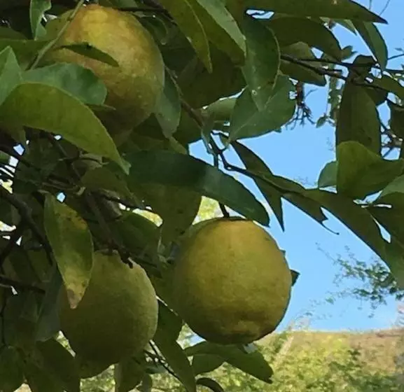 ペンション Finca San Pedro