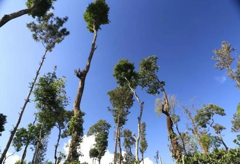 Majatalo Coorg Kolamotte