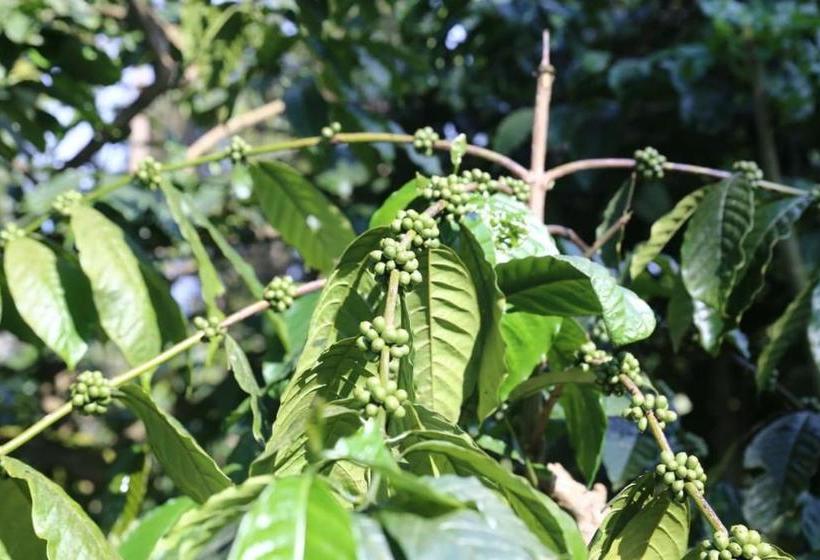 Pensão Coorg Kolamotte