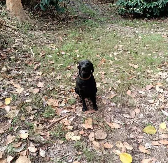 Majatalo Coorg Kolamotte