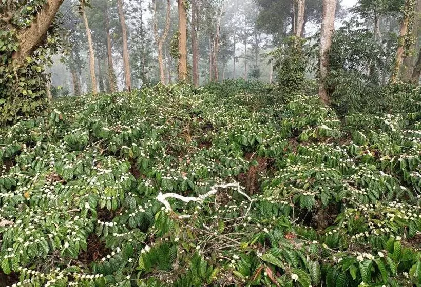 Majatalo Coorg Kolamotte