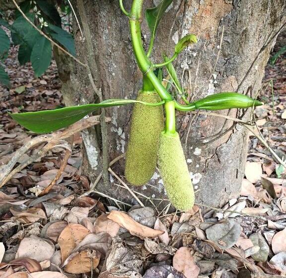 Pensão Coorg Kolamotte
