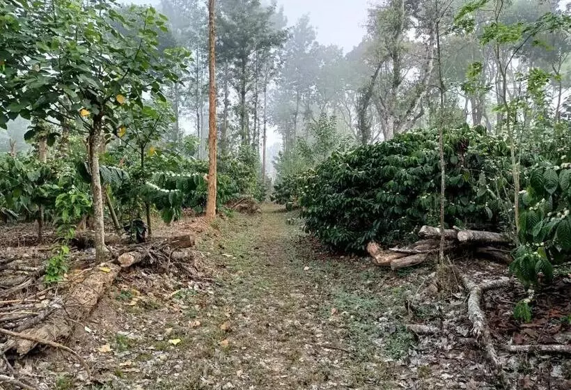 Majatalo Coorg Kolamotte