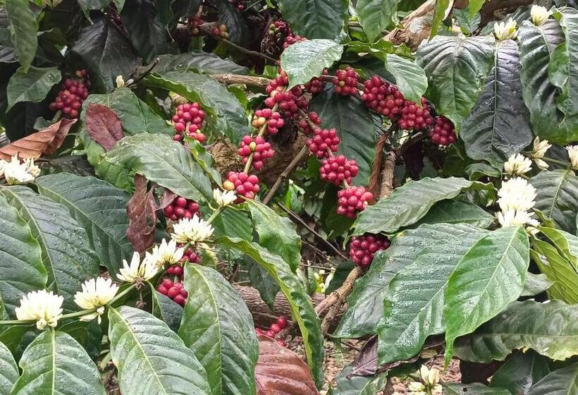 Pensão Coorg Kolamotte