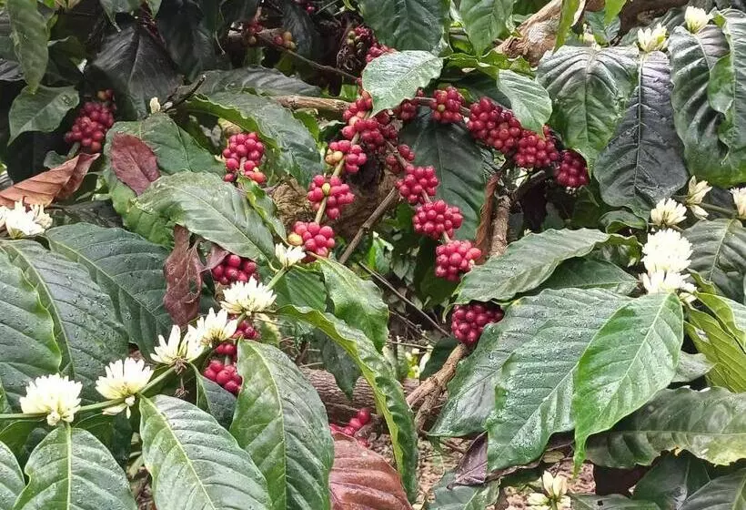 Majatalo Coorg Kolamotte