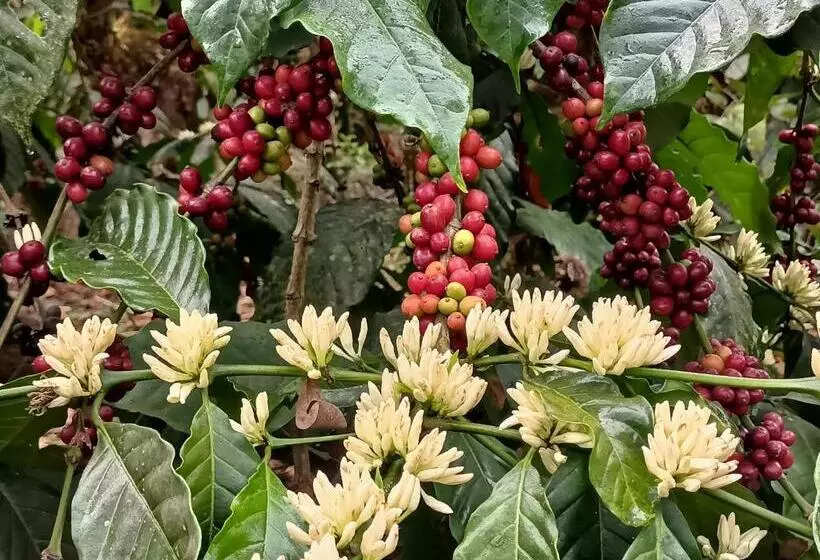 Majatalo Coorg Kolamotte