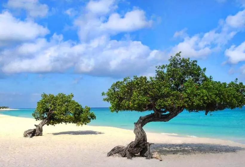پانسیون Buddha Studios Aruba