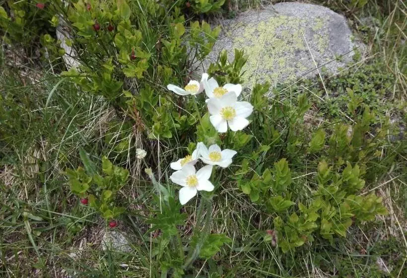 Majatalo Horizont Dobrinishte