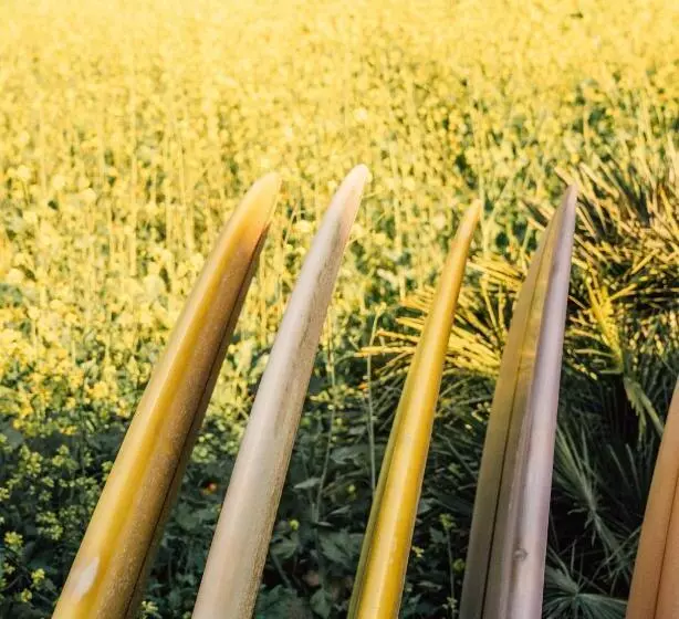 Hotelli The Surfrider Malibu