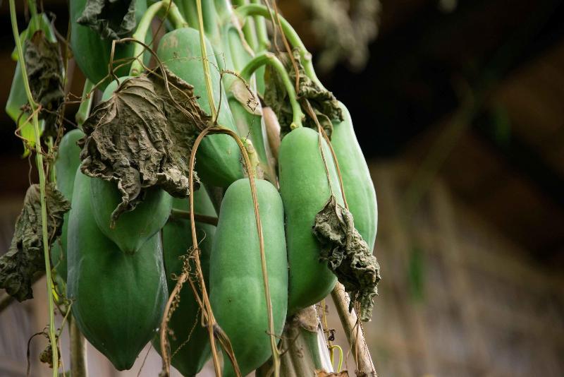 Отель Battambang Dream Bungalows