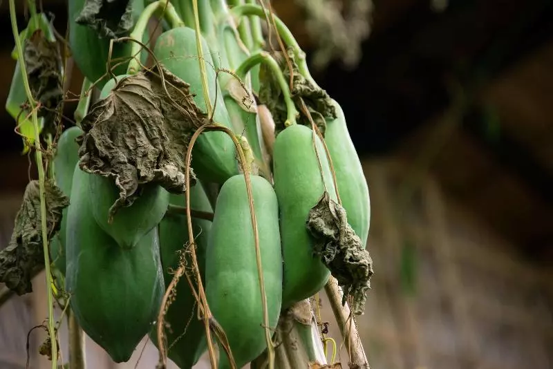 ホテル Battambang Dream Bungalows