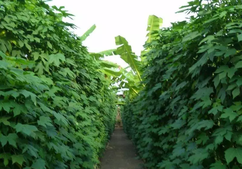 ホテル Battambang Dream Bungalows