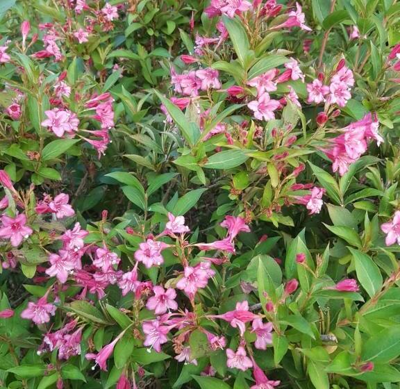 Пансион Levendulás Vendégház