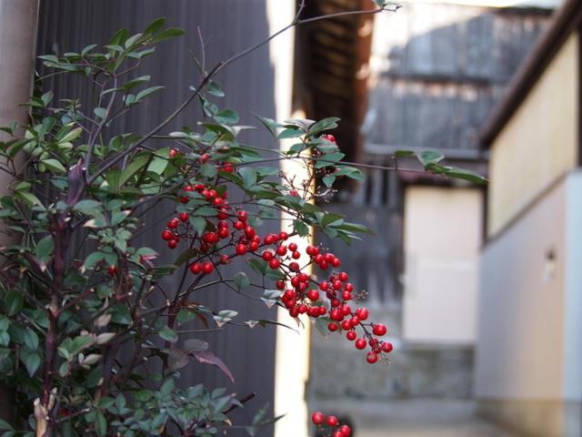 פנסיון Guest House Genza