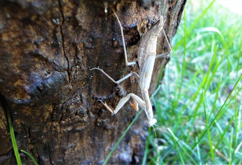 Пансион Villa Sosnovy Bor