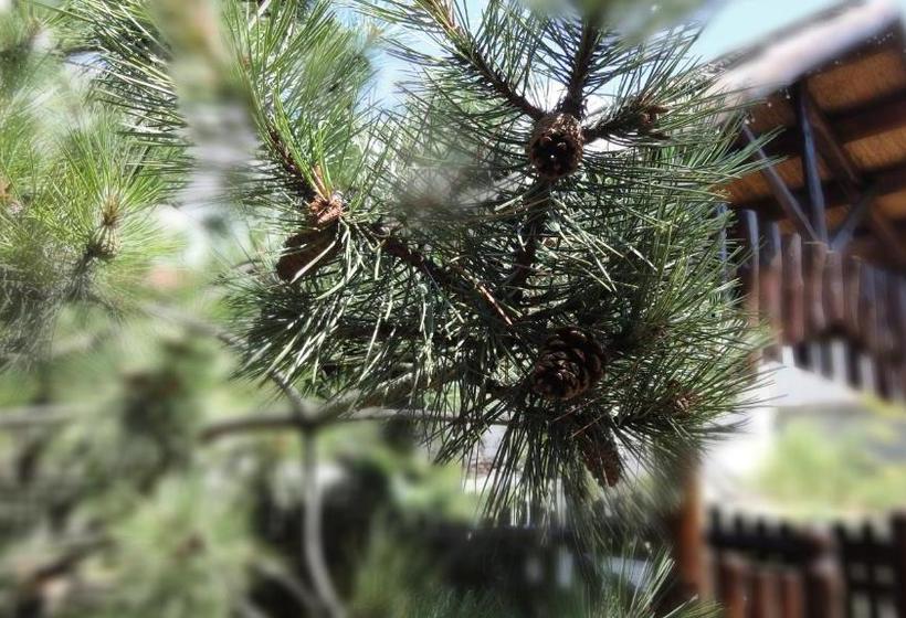 Пансион Villa Sosnovy Bor