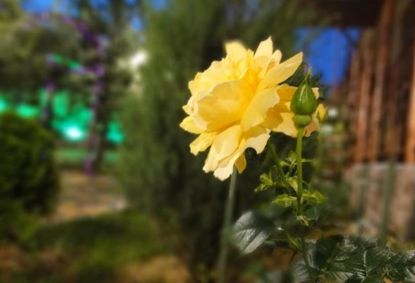 Пансион Villa Sosnovy Bor