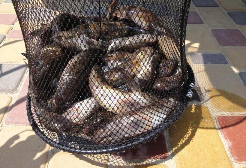 Пансион Villa Sosnovy Bor