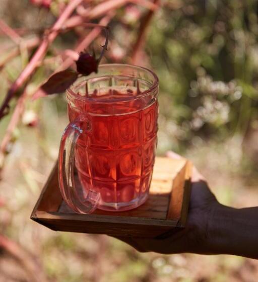 Schronisko Jamboree Creek Yoga