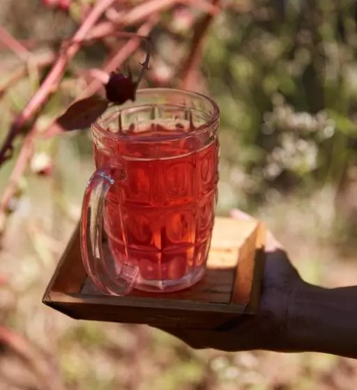 Retkeilymaja Jamboree Creek Yoga