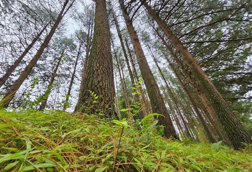 בית מלון כפרי Silver Mist Resort, Haenertsburg