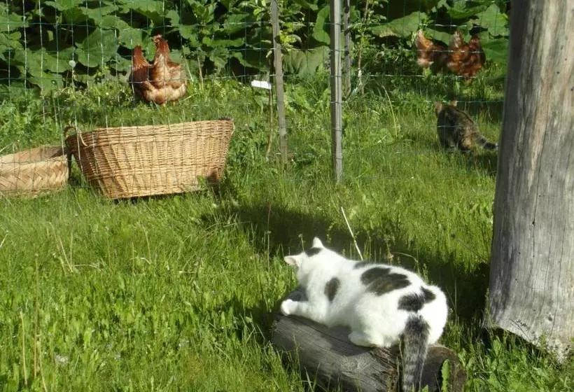 هتل Farm Košir